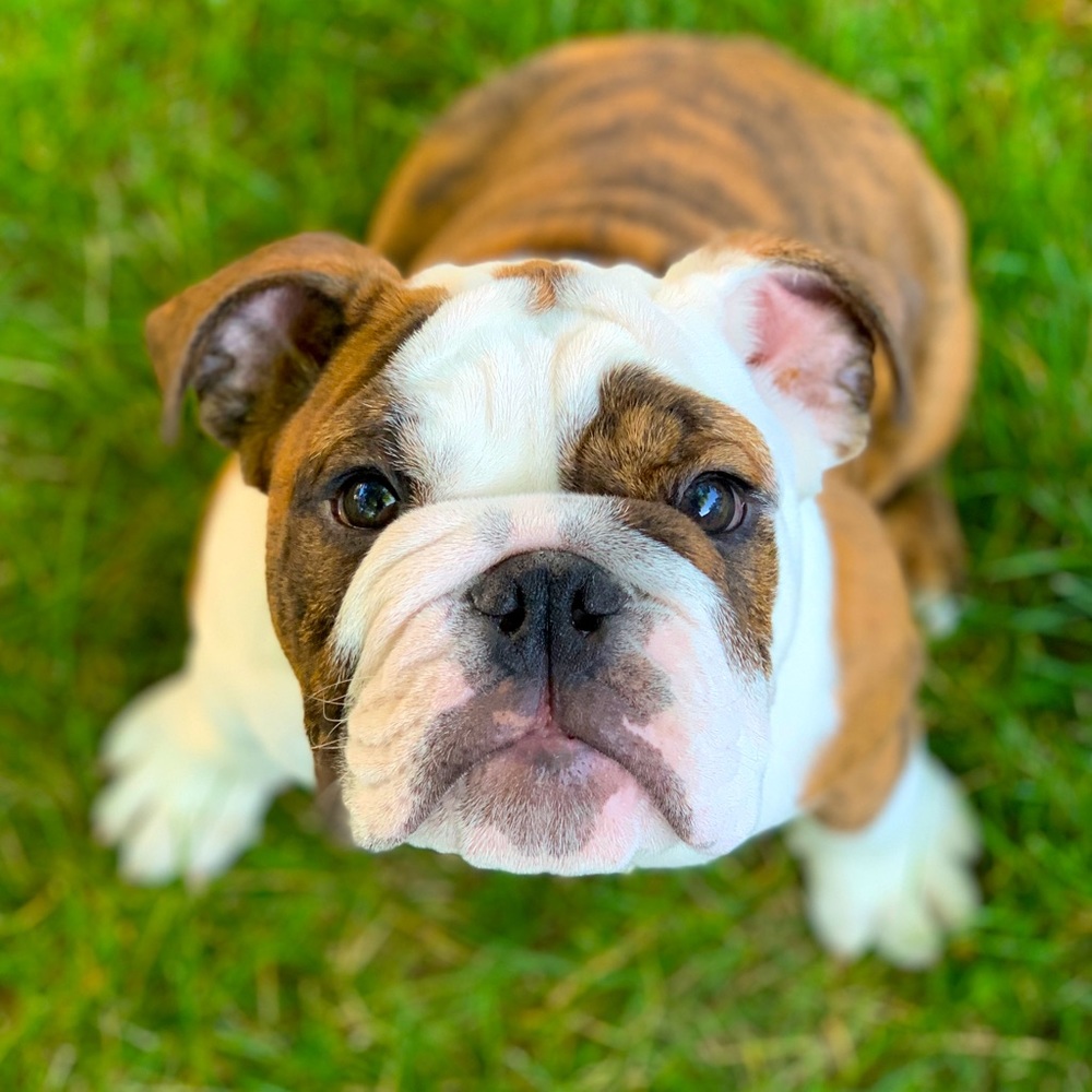 Augustus Fudge